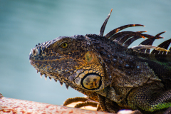 Iguana-HeadShot-1